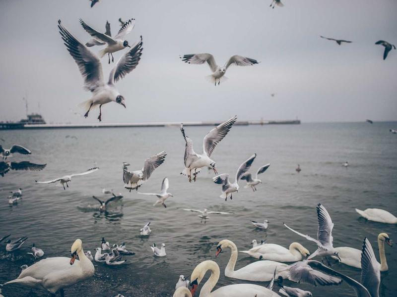 sudoku variants screenshot 5