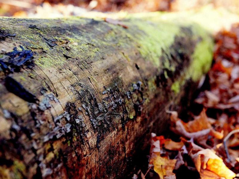 sudoku variants screenshot 3